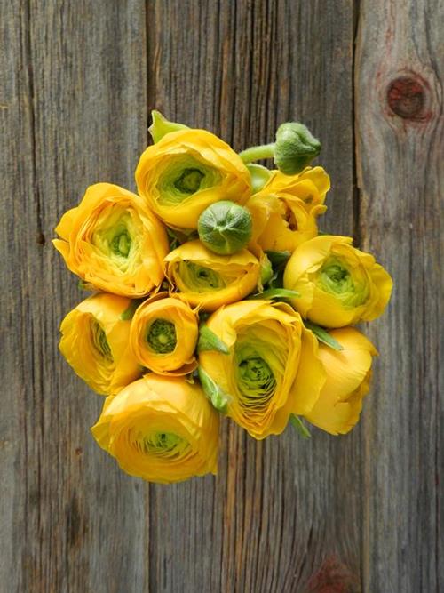  YELLOW RANUNCULUS